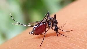 ডেঙ্গুতে আরও ৩ জনের মৃত্যু